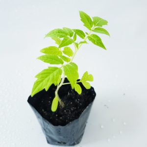1 Doz. Tomato Plants - Hybrid Capitan