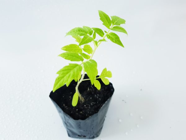 1 Doz. Tomato Plants - Hybrid Capitan