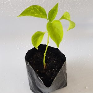 1 Doz Sweet Pepper Yolo Wonder Plants
