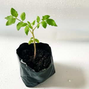 1 Doz. Cherry Tomato Plants