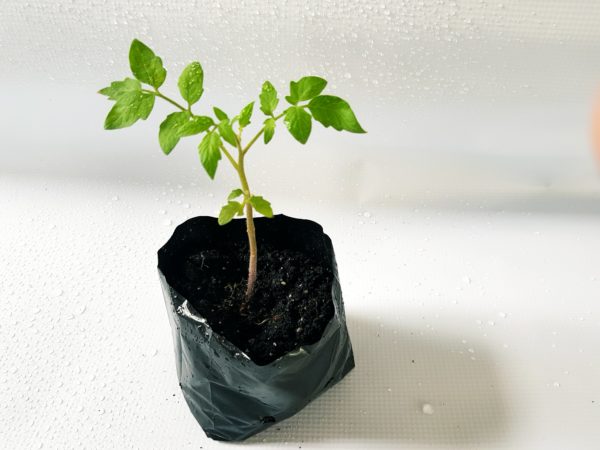 1 Doz. Cherry Tomato Plants