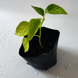 1 Doz. Sweet Pepper - Yellow Crest Plants