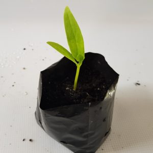 1 Doz. Poi Plants