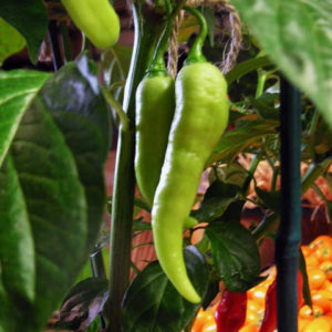 1 Doz. Tiger Teeth Pepper (Big) Plants