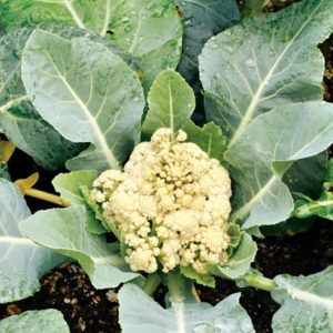 1 Doz. Cauliflower Plants