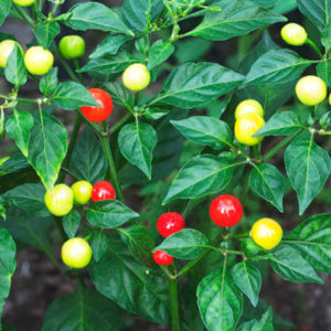 1 Doz. Wiri Wiri Pepper Plants