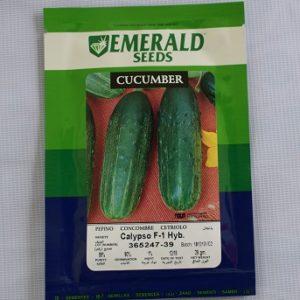Cucumber Calypso Seeds