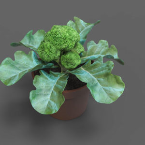 1 Doz. Broccoli Plants