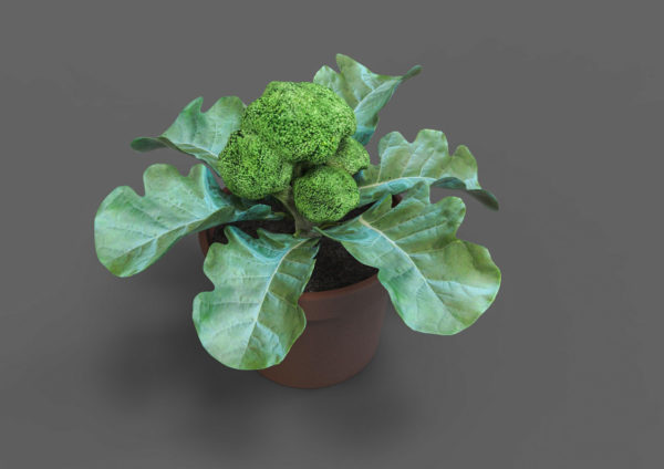 1 Doz. Broccoli Plants