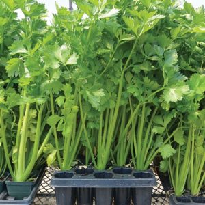 1 Doz. Celery Plants