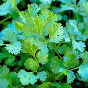 1 Doz. Coriander Plants