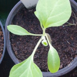1 Doz. Eggplant (Pink) Plants