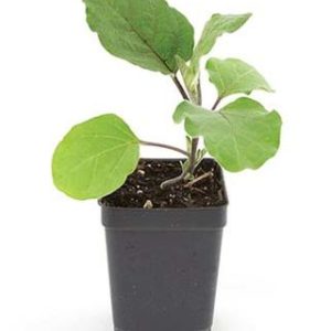 1 Doz. Eggplant - Parika Black Plant