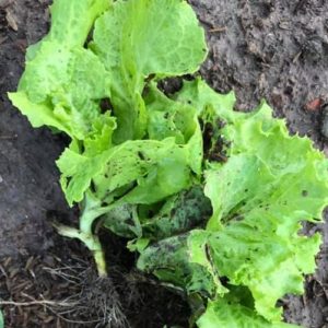 1 Doz. Minetto Lettuce Plants