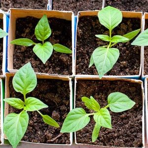 1 Doz. Marconi Long Sweet Pepper Plants