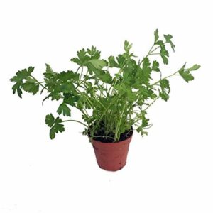 1 Doz. Parsley Plants