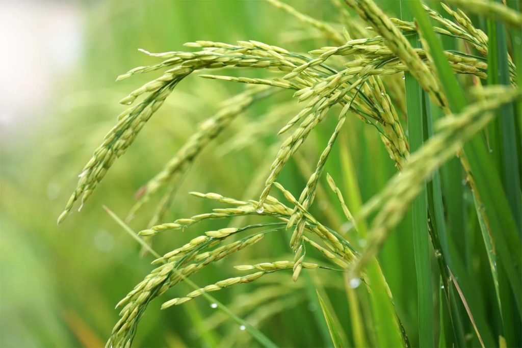Excel Ag Corp Foliar Fertilizers were applied to Rice Crop (variety: GRDB 14) and compared to Farmer’s practice as follows: