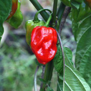 1 Doz. Scotch Bonnet Hot Pepper Plants
