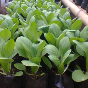 1 Doz. Mustard Plants