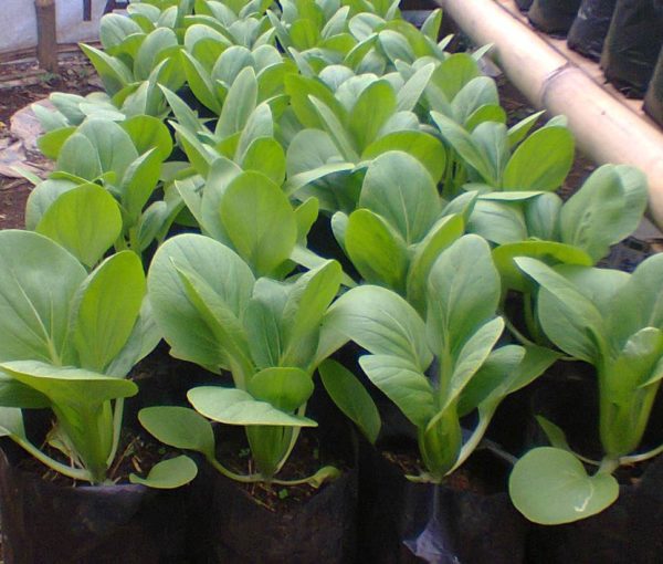 1 Doz. Mustard Plants