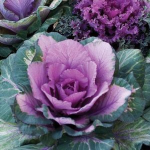 1 Doz. Cabbage - Purple Plants