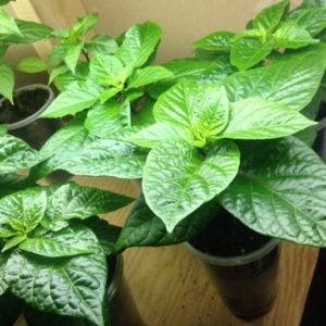 1 Doz. Yellow Seasoning Pepper Plants