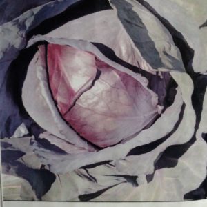 Purple Cabbage - Perla Roja 1000 seeds