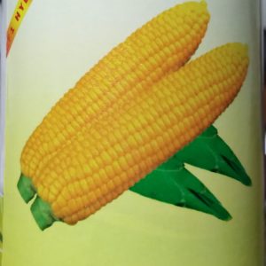 Sweet Corn F1 Hybrid 100gr