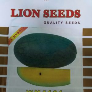 Watermelon WM4161 F1 HYB 20gr
